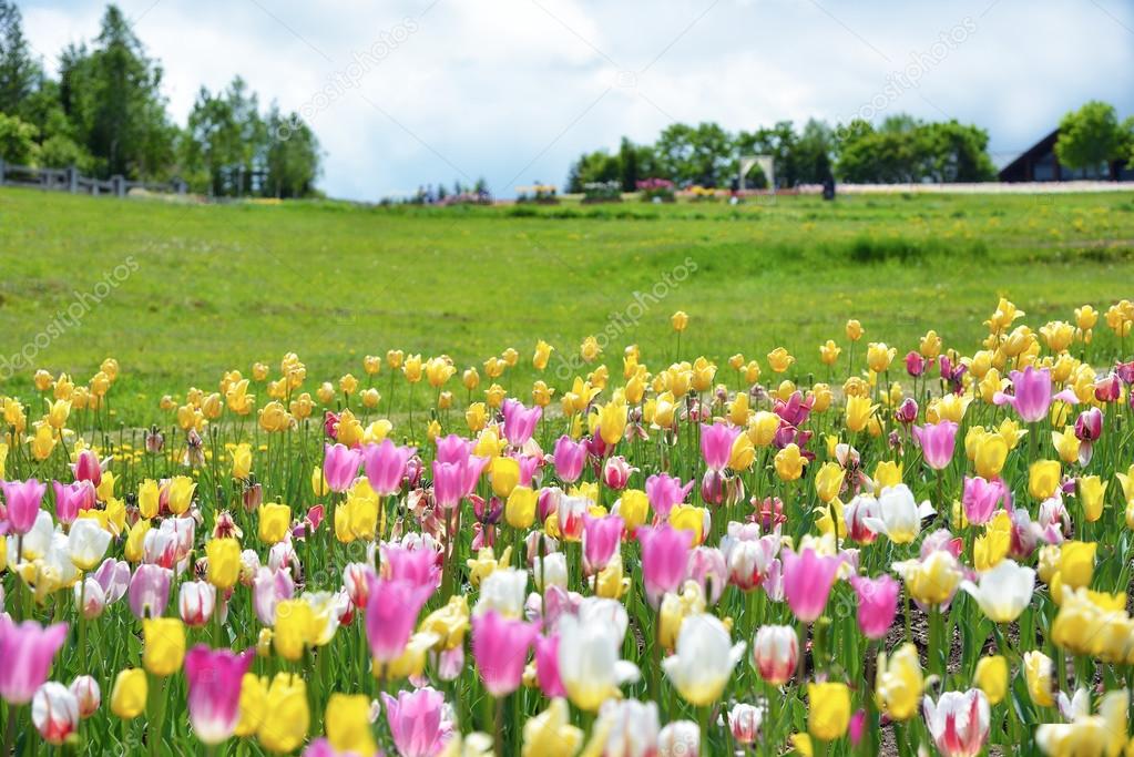 Tulip plant, colorful tulips in Hokkaido