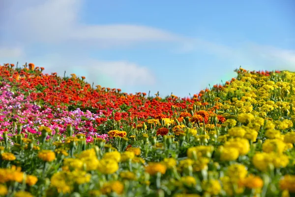 Flores coloridas florescendo em gargen — Fotografia de Stock