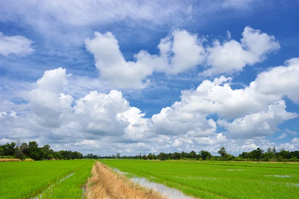 Prachtige groene rijst veld in levendige weide — Stockfoto