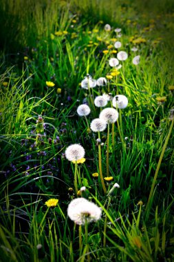 Çayırda karahindiba çiçekleri