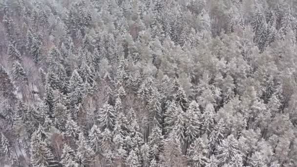 Légi repülés a festői fagyott erdő felett hóval borított fenyőfákkal. Top view felüljáró tündér téli erdő hóesés után. A drón átrepül a fehér fák felett. Panoráma, fagyos nap a természetben — Stock videók