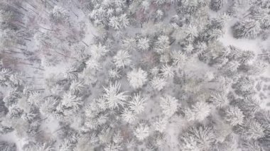 Karla kaplı çam ağaçları ile donmuş ormanın üzerinde uçan bir uçak. Kar yağarken yukarıdan bakıldığında peri kışı ormanlık arazisi. İnsansız hava aracı ağaçların tepesinde beyaz bulutlar arasında uçuyor..