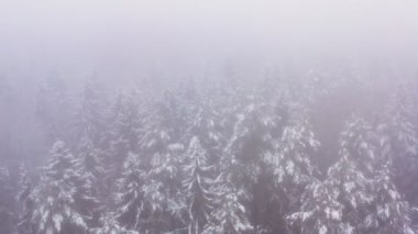 Ormanın üzerinde yoğun sis var. Orman ve bitki örtüsü büyük bir kar tabakasıyla kaplıdır. Vahşi kış doğası. Drone karda ormanda uçuyor..