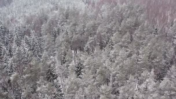 Letecký pohled zamrzlý les se zasněženými smrky a borovicemi. Shora dolů pohled přeletět krásné zimní lesy. Zamrzlé vrcholky stromů, kamera s horním pohledem letí nad zasněženou krajinou. Let nad bílými lesy — Stock video