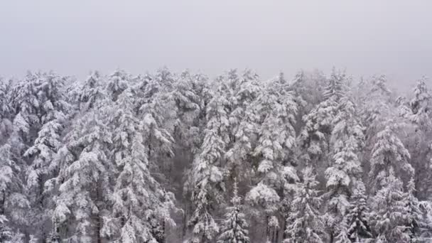 Lélegzetelállító légy a fagyos havas fenyő és fenyőfák felett. Köd az erdőben. Téli természet, fagyott fehér fa tetők. Top view kamera repül át havas táj. Drónrepülés az erdő felett — Stock videók