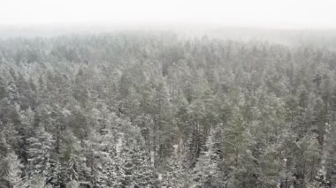 Ufukta sis var. Kış arkaplanı, ileri parallaks etkisi ve gerçek kar yağışı. Çam ve çam ağaçları karla kaplı. Kış doğası, donmuş beyaz ağaç tepeleri.