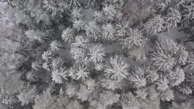 Çam ağaçları karla kaplı, donmuş bir orman. Üst Manzara Peri Kış Ormanı. Kar yağarken. İnsansız hava aracı beyaz bulutlarda uçuyor, ağaçların üzerinden uçuyor..
