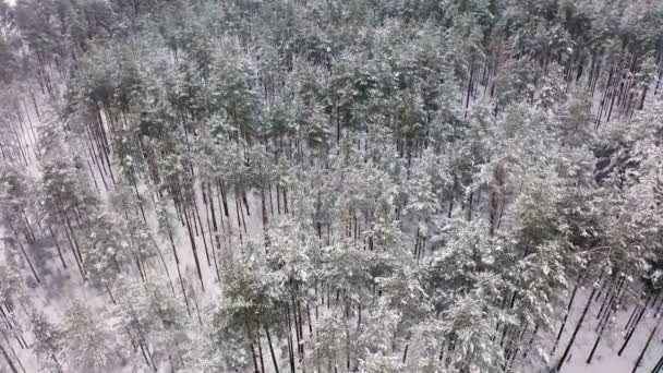 Вид с воздуха на лес в зимнее время. Природный зимний пейзаж из воздуха. Лес под снегом в зимнее время. Пейзаж с беспилотника — стоковое видео