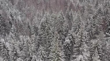 Kış zamanı ormanın havadan görünüşü. Havadan gelen doğal kış manzarası. Kışın kar altında orman. İnsansız hava aracından manzara