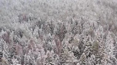 Kış arkaplanı ve ileri parallaks etkisi. Kış zamanı ormanın havadan görünüşü. Havadan gelen doğal kış manzarası. Kışın kar altında orman. İnsansız hava aracından manzara