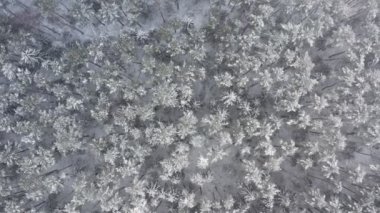 Çam ağaçları ve çam ağaçları karla kaplı, donmuş bir orman. Kış mevsiminde, kar yağarken tepedeki manzaralı ağaçlık arazide. İnsansız hava aracı ağaç tepelerinde uçuyor..