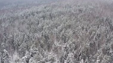 Hava manzaralı güzel kış ormanı. Çam ve çam ağaçları karla kaplı. Kış doğası, donmuş beyaz ağaç tepeleri. Üst kamera karlı arazide uçuyor. Ormanda İHA uçuşu