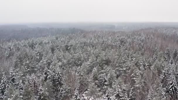 Вид сверху с высоты птичьего полета. Ель и сосны покрыты снегом. Зимняя природа, замерзшие белые верхушки деревьев. Камера сверху пролетает над снежным ландшафтом. Беспилотник над лесом — стоковое видео