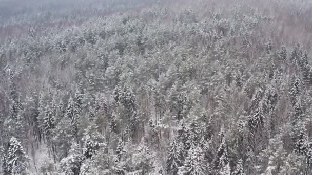 Vista aérea superior bela floresta de inverno. Árvores geladas de abeto e pinheiro cobertas de neve. Natureza de inverno, topos de árvores brancas congeladas. Câmera de visão superior voa sobre a paisagem nevada. Voo de drone sobre madeiras — Vídeo de Stock