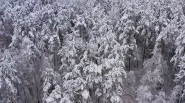 Hava manzaralı güzel kış ormanı. Çam ve çam ağaçları karla kaplı. Kış doğası, donmuş beyaz ağaç tepeleri. Üst kamera karlı arazide uçuyor. Ormanda İHA uçuşu