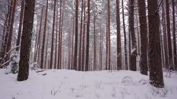 A hunter in hunting gear with a gun on his shoulder walks through the winter snow-covered forest. A hunting dog is running nearby — Stock Video