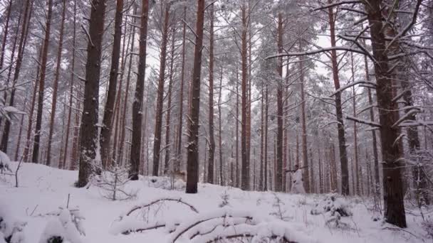 Panoramisch uitzicht. Een man jager met een husky hond die door het bos loopt — Stockvideo