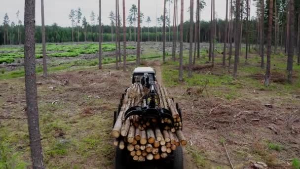 Visão traseira do reboque de caminhão de navio de carga transportador de madeira industrial com pinho de madeira, dirigindo através da floresta. Exportação e transporte de madeira. O tractor está a atravessar a floresta. — Vídeo de Stock