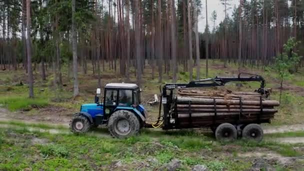 Spedytor, który nosi ścięte kłody w środku lasu. Ciężarówka przemysłowa transportująca drewno. — Wideo stockowe