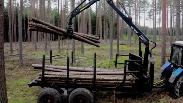 En maskin plockar stammar och sätter dem i en släpvagn i skogen. — Stockvideo