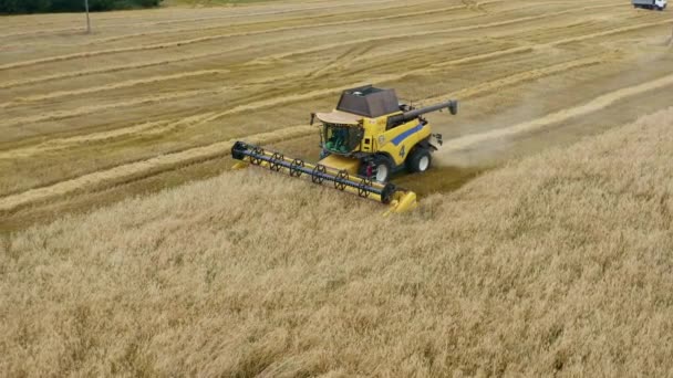 黄色は、小麦畑で働く収穫者を組み合わせています。農業食料生産。収穫を組み合わせ、熟した小麦の穀物を集める。麦の収穫. — ストック動画