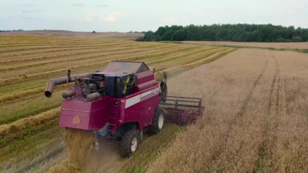 Drone survole la récolte de blé coupé à la machine dans un champ rural jaune. Agriculture production alimentaire. Combiner la récolte, recueille les grains de blé mûrs, vue d'en haut. Récolte aérienne descendante de blé — Video