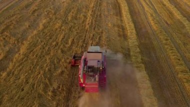 Kırmızı hasat makinesi kırsal alanda buğday hasadını kesti. Tarım gıda üretimi. Hasadı birleştirir, olgunlaşmış buğday tanelerini toplar. Buğday hasadı. Gün batımı, gün doğumu altın saat.