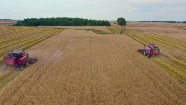 Spectaculair recht naar beneden uitzoomen roterende luchtfoto van twee maaidorsers die tarwe oogsten. Landbouw voedselproductie. Combineert oogsten, verzamelt rijpe tarwe granen. — Stockvideo