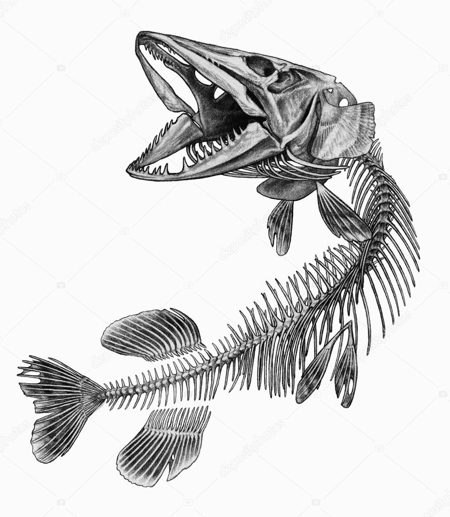 Pike fish skeleton