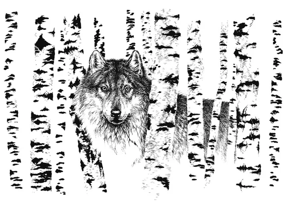 Wolf among birches — Stock Photo, Image