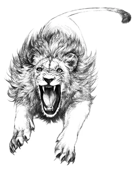 Attacking lion Royalty Free Stock Images
