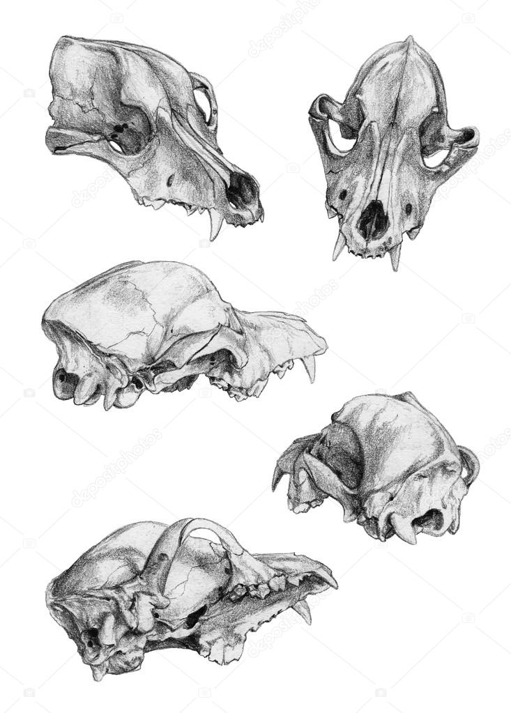 Dog skulls