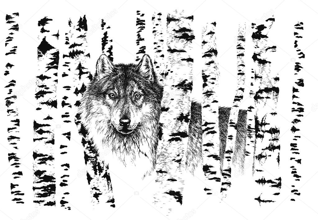 Wolf among birches