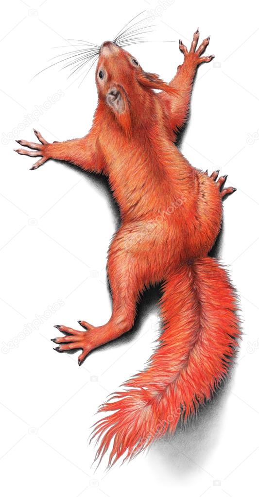 Red Squirrel drawing