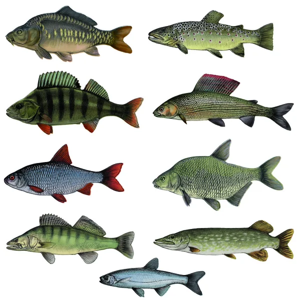 Ryby - barevné verze — Stock fotografie