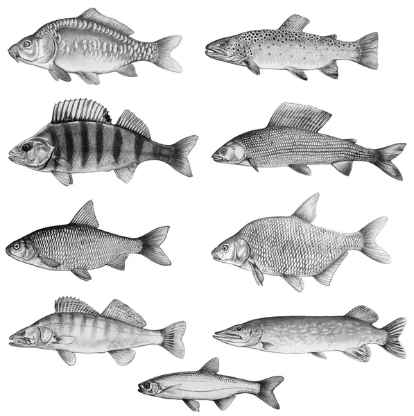 Fish - pencil version — Stock Photo, Image