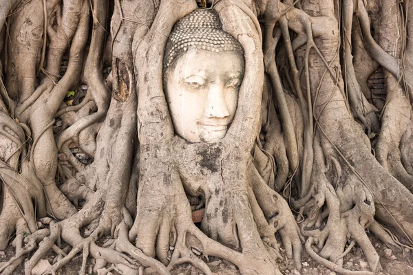 Testa di Buddha in Ayutthaya — Foto Stock