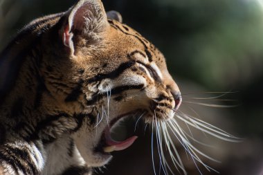 Wild ocelot yawning clipart
