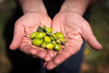 Argan meyve insan elinde
