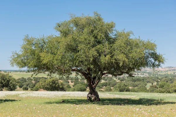 Bela árvore de argan — Fotografia de Stock