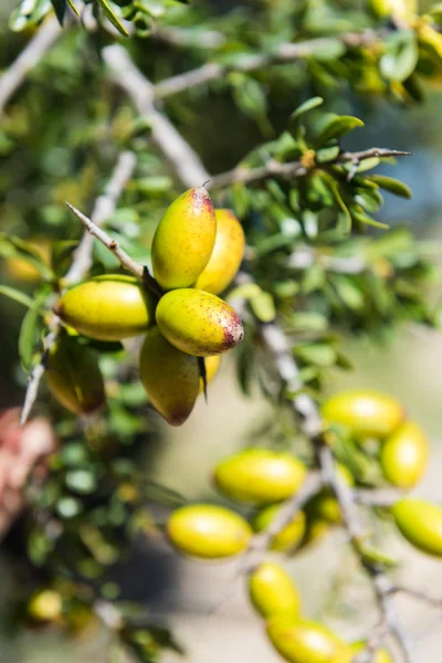 Argan 나무의 분 지 — 스톡 사진