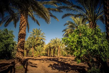 Palmiye ağacı ekimi