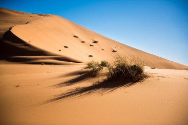 sahara çöl kumulları