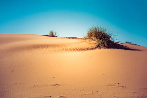 Písečné duny v poušti sahara — Stock fotografie