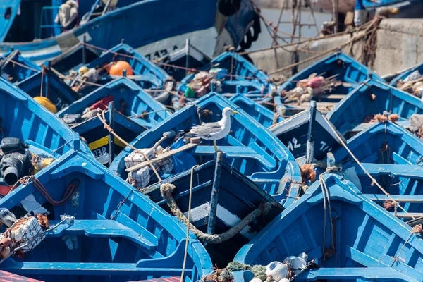 Blue boats in the harbour of Essaouira — Stock Photo, Image