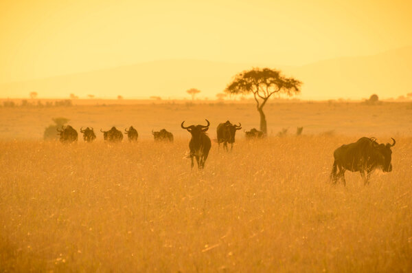 wildebeests in a golden light during sunrise
