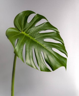 Gerçek Yaprak Canavarı Dekorasyonu Tropikal Botanik Doğa Fikirleri