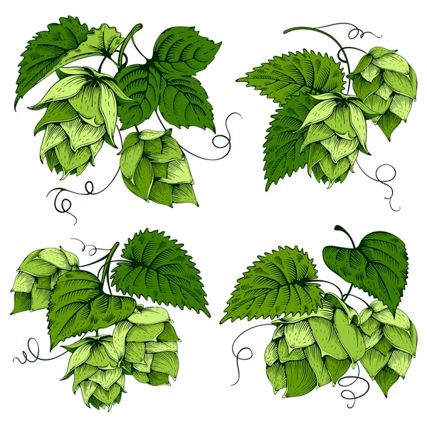 Ensemble de motifs de houblon et feuilles — Image vectorielle