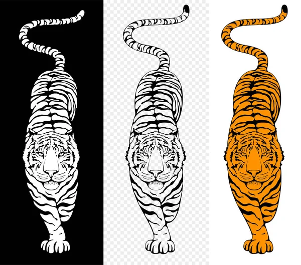 Walking Tiger Stylized Characters Set Hand Drawing Ink Artwork Top — Stock Vector