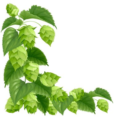 Branch of hops clipart